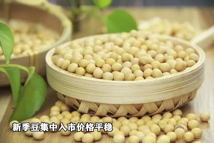 新季豆集中入市价格平稳-第3张图片-世界财经